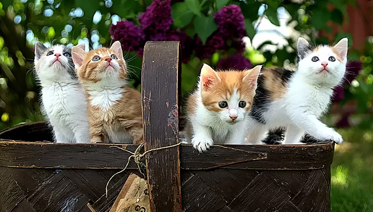Kediler, dünyanın en sevimli ve popüler evcil hayvanlarından biridir. Kedilerin