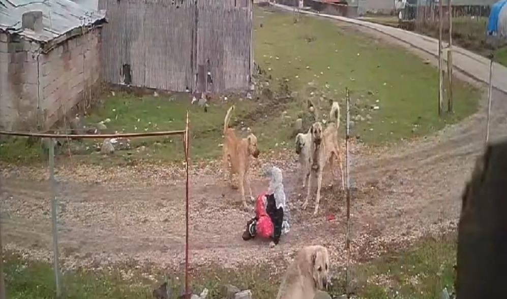 Muş Varto’da yaşayan 79 yaşındaki Medine Kızıltaş, sokak köpekleri saldırdı.