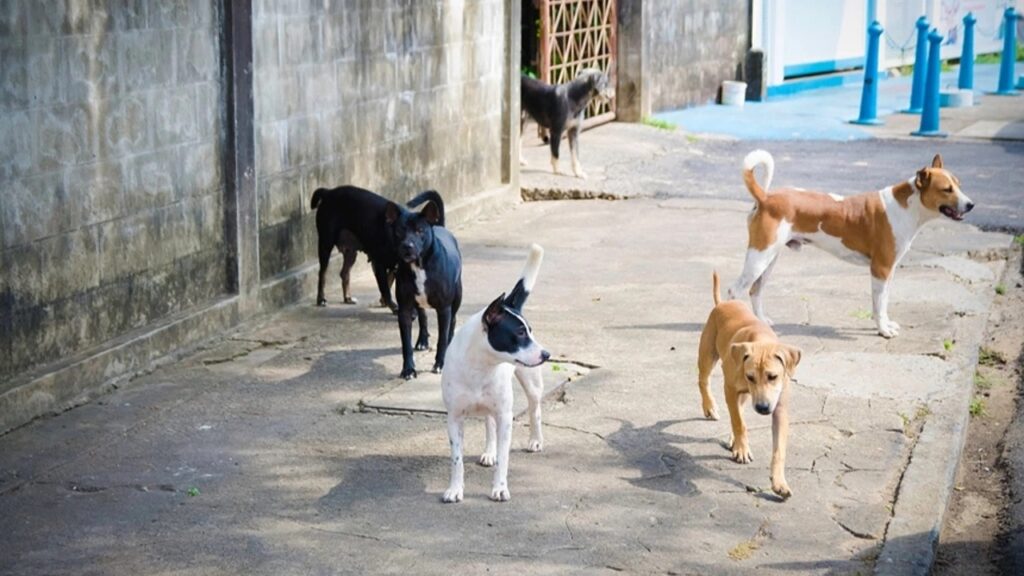Son 5 Yılda 3 Bin 476 Trafik Kazasına Sokak Köpekleri Sebep Oldu