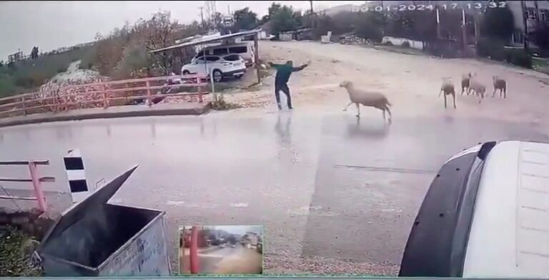 Karşıya geçmek isterken koçun saldırısına uğradı