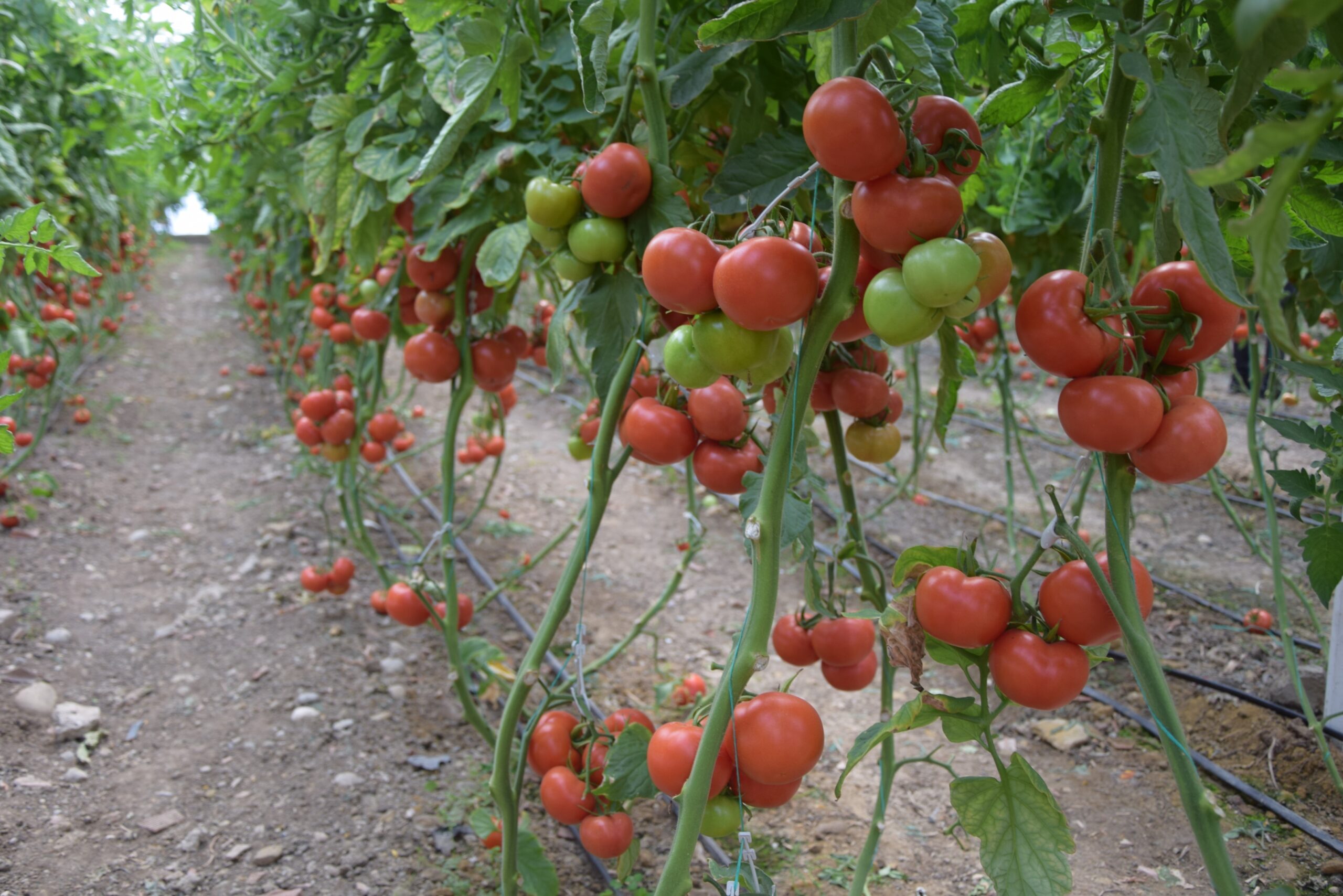 Antalya Ticaret Borsası Şubat Ayı Hal Endeksini açıkladı. Antalya hallerinde
