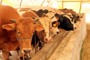 2024 Tahmini Kurbanlık Fiyatları Nedir? Et fiyatlarına gelen zamların ardından,