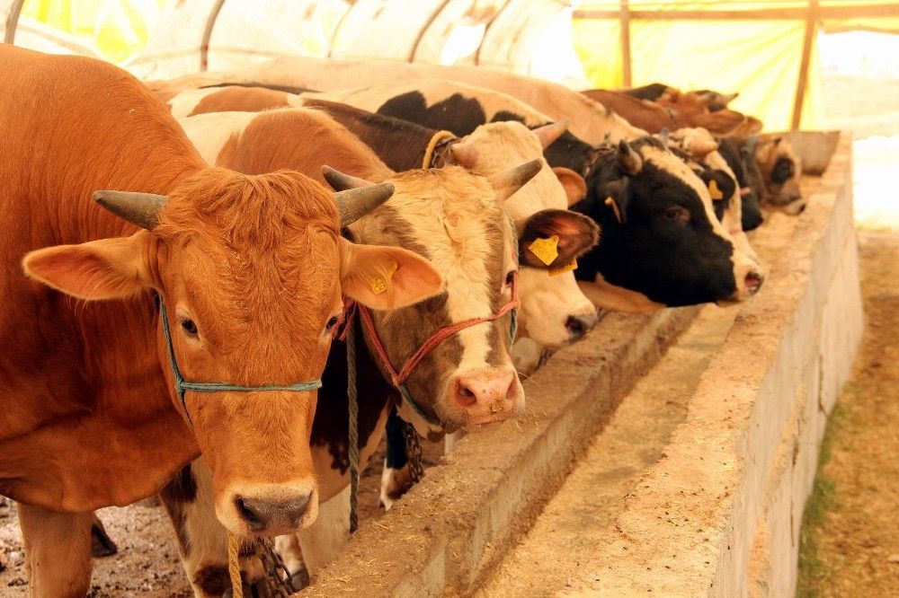 2024 Tahmini Kurbanlık Fiyatları Nedir? Et fiyatlarına gelen zamların ardından,