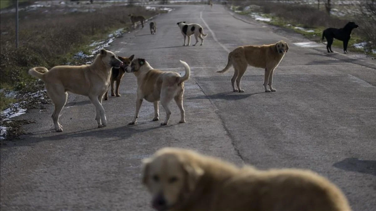 Sokak Hayvanları Yasası Çıktı! Sokak Hayvanları Uyutulacak mı, Ne olacak? Sokak Hayvanları İçin Ne Planlanıyor?🐕