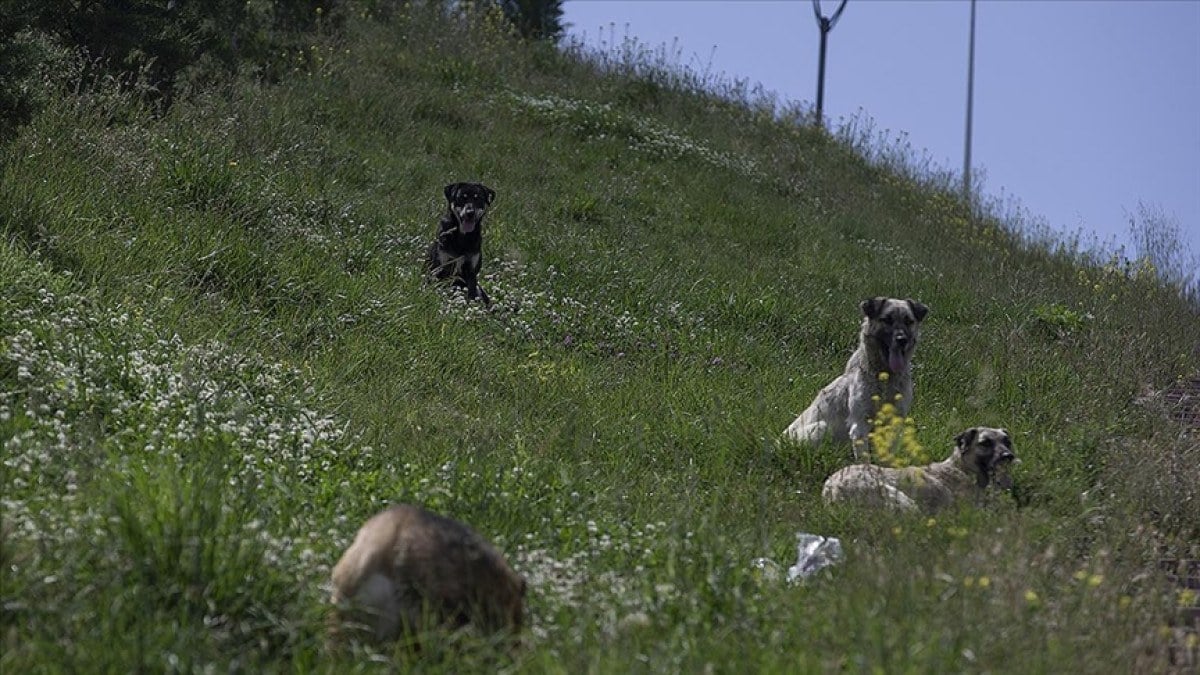 Sokak Hayvanları Yasası Çıktı! Sokak Hayvanları Uyutulacak mı, Ne olacak? Sokak Hayvanları İçin Ne Planlanıyor?🐕