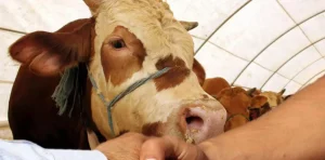 2024 yılında artan et fiyatları, kurbanlık fiyatlarını da etkiledi. İstanbul’da