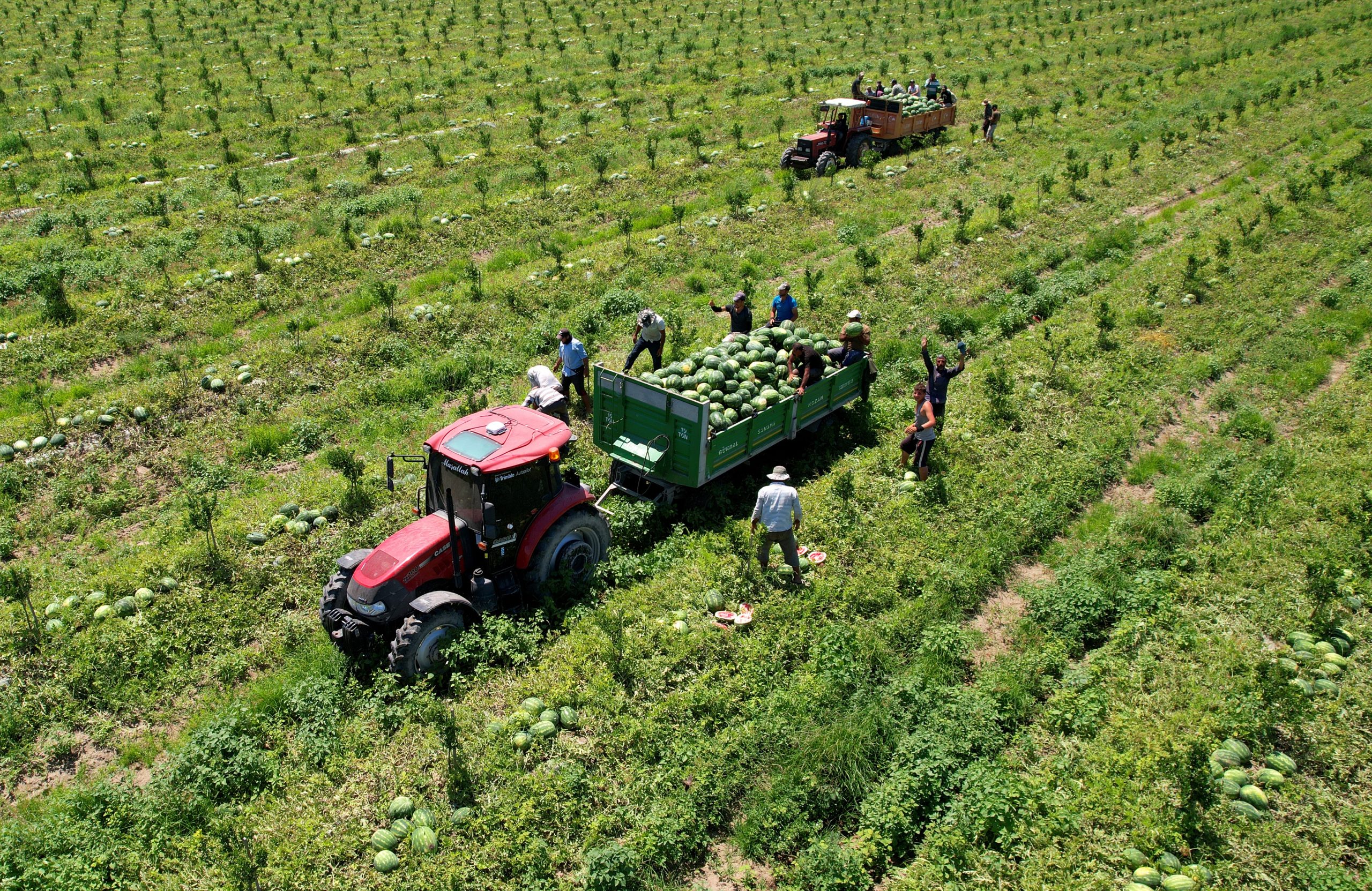 Türkiye karpuz üretiminin ortalama yüzde 25’inin gerçekleştirildiği Adana’da tescilli ürünün