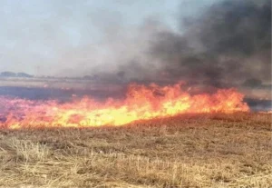 Adana’nın Aladağ ilçesinde anız yakımı sonrası çıkan orman yangınına müdahale