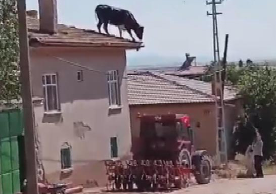 Kaçan Boğa Binanın Çatısına Çıktı! Sahipleri Bin Bir Zorlukla Yakaladı
