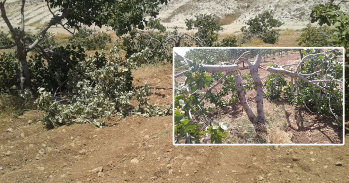 Şanlıurfa'da Şiddetli Fırtına: Fıstık Ağaçları Kökünden Söküldü, Çiftçiler Zor Durumda
