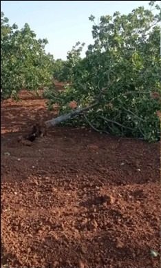 Şanlıurfa'da Şiddetli Fırtına: Fıstık Ağaçları Kökünden Söküldü, Çiftçiler Zor Durumda