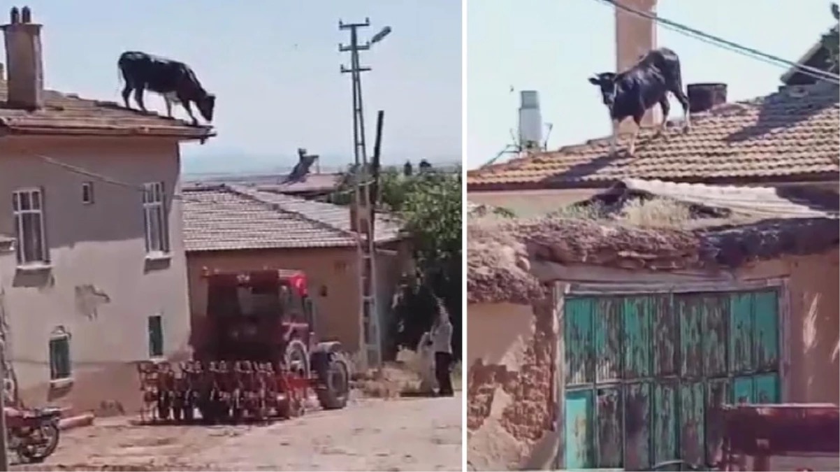 Konya’nın Kadınhanı ilçesinde yaşanan ilginç olayda, sahiplerinin elinden kaçan kurbanlık