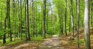 İstanbul Valiliği, yangın tehdidi nedeniyle ormanlık alanlara girişi 10 Haziran