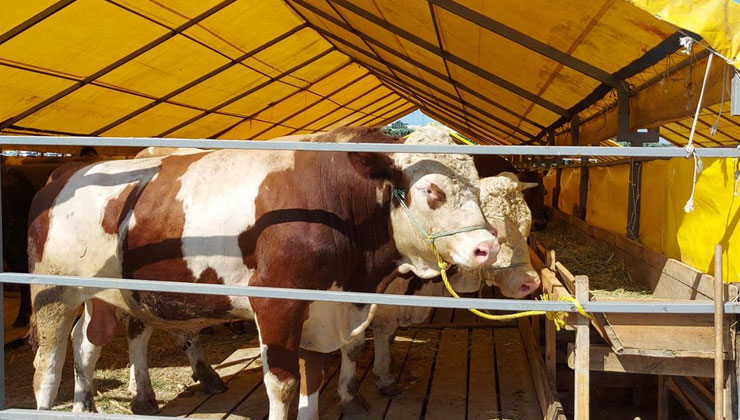 Kurban Bayramı yaklaşırken, kurban etiyle ilgili birçok soru gündeme geliyor.