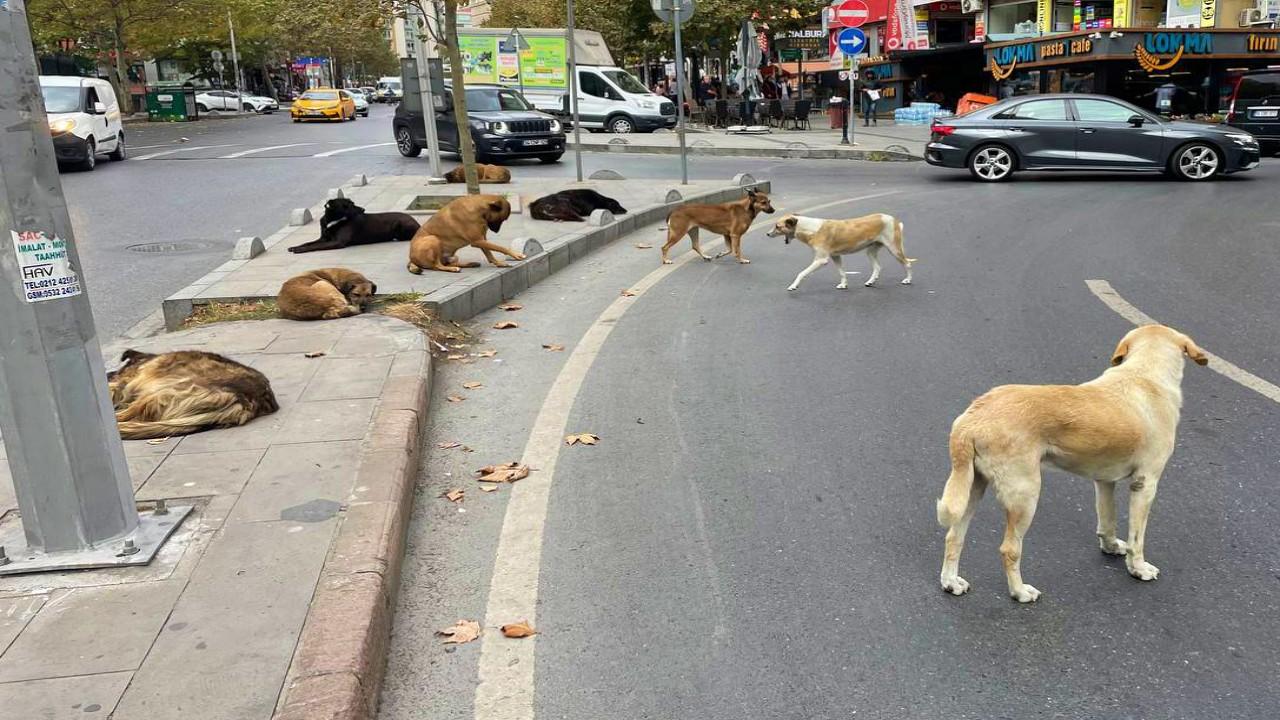 başıboş sokak köpekleri toplanacak mı