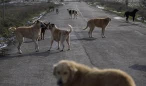 Sokak Köpekleriyle Alakalı Kanun Ne Oldu? Sokak Köpekleri Toplanacak mı, Uyutulacak mı?