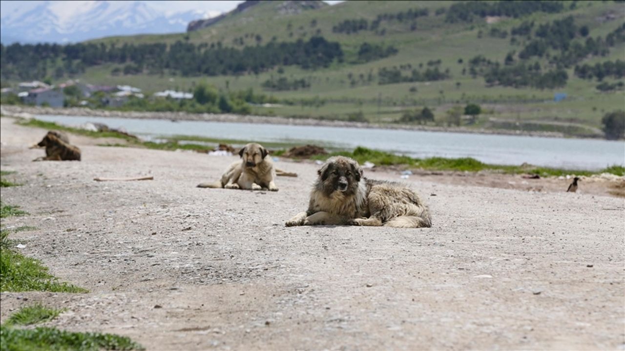 Adana'da 5 Yaşındaki Çocuğa Köpek Saldırısı! Köpek Saldıran Çocuk Abbas Haşmet'in Sağlık Durumu Nasıl?