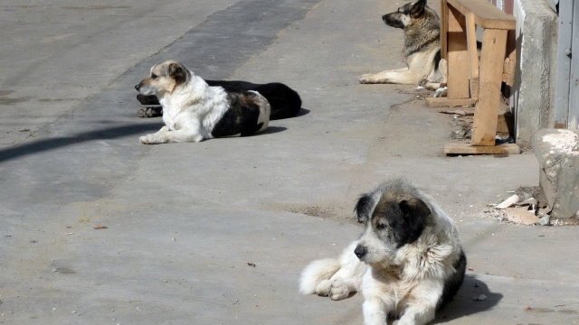 Sokak Köpekleri Düzenlemesi Bakın Meclis'ten Geçti mi? Sokak Hayvanları Yasası 5. Madde Ne Yazıyor, Yeni Düzenlemeler ve Cezalar Nelerdir?