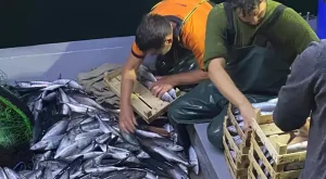 “Palamut Bolluğu Sezonun Habercisi” Yeni sezonun başlamasıyla ilgili konuşan İBB