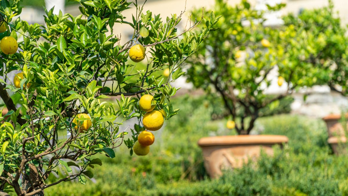 Evde, Balkonda Limon Ağacı Nasıl Yetiştirilir? Çekirdekten Limon Nasıl Yetiştirilir? Saksıda Limon Ağacı Bakımı Nasıl Yapılır?