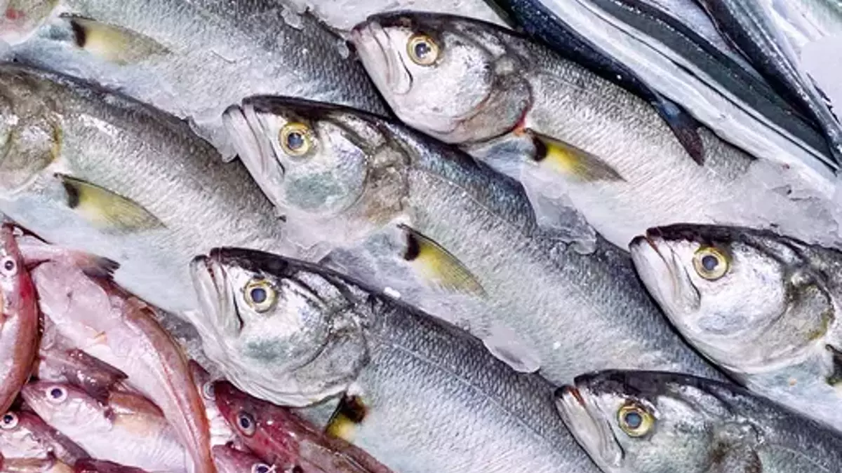 Kasım Ayında Hangi Balıklar Yenilmeli? Hangi Balıklar Hangi Ayda Tüketilmeli? Kasım Ayında Hangi Balıklar Yenilmeli? Hangi Balıklar Hangi Ayda Tüketilmeli?