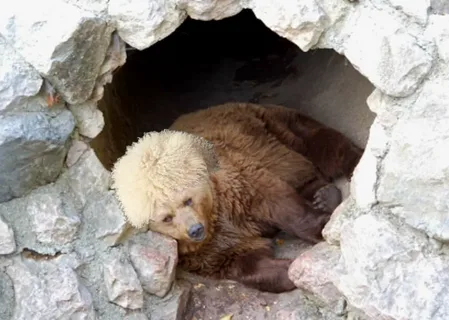Ayılar Kış Uykusuna Yatar mı, Kaç Ay Sürer? Ayılar Nerede Kış Uykusuna Yatar, Hiç Uyanmazlar mı?
