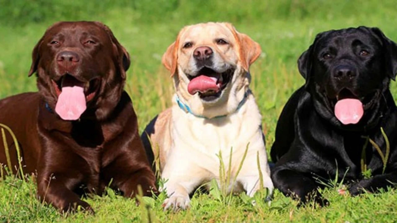   Labrador Retriever, tüm dünyada dost canlısı yapısı ve yüksek