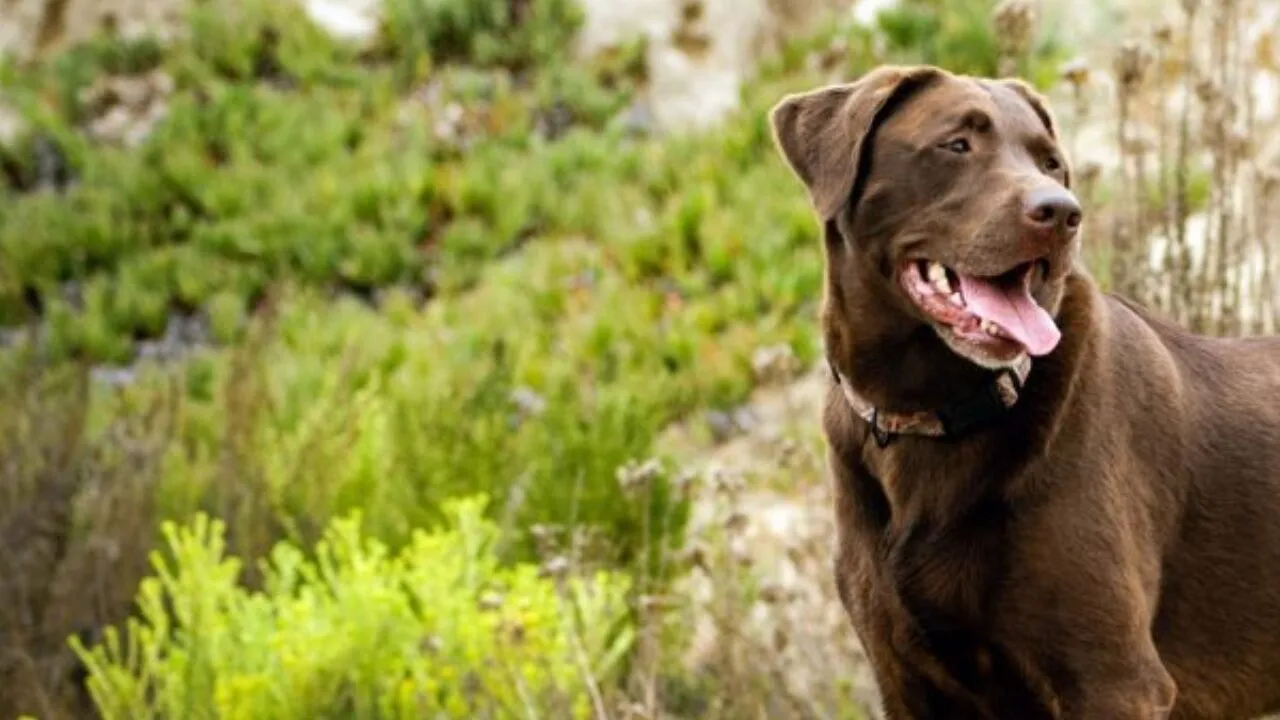 Dost Canlısı, Sadık ve Zeki: Labrador Retriever Irkının Özellikleri, Bakımı, Eğitimi ve Beslenme Önerileri