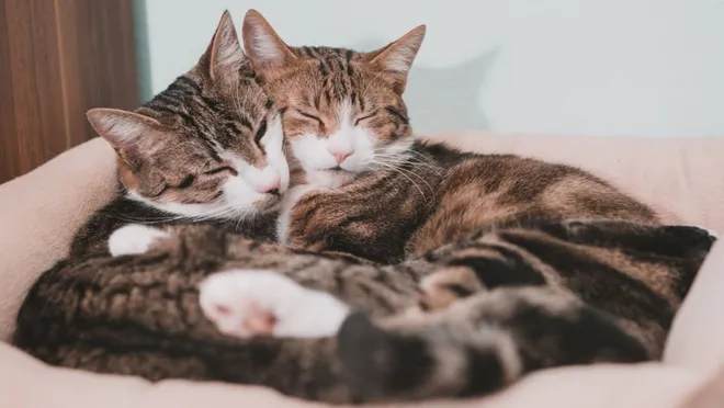 Kedi Nasıl Uyutulur? Geceleri Neden Uyumaz?