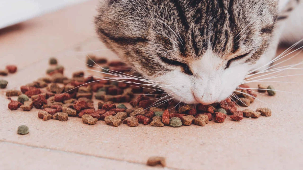 Kediler En Çok Ne Yemeyi Sever, En Sevdiği Yiyecekler Nelerdir? Kediler Et, Balık, Sebze mi Yoksa Mama mı Sever?