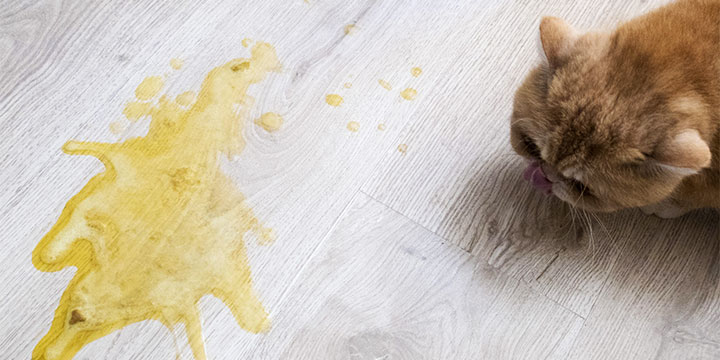 Kediler Neden Kusar? Kedi Kusmasının Nedenleri Nelerdir? Kedi Kusmasına Ne İyi Gelir?