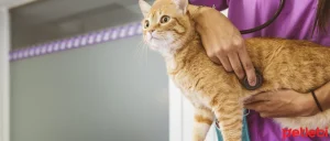 Kedilerde kusma, kedi kusmasının nedenleri, kedi kusmasına ne iyi gelir,