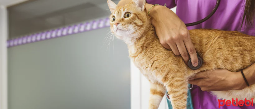 Kedilerde kusma, kedi kusmasının nedenleri, kedi kusmasına ne iyi gelir,