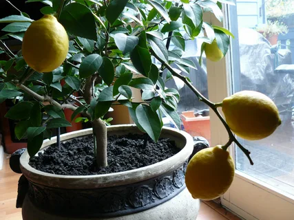 Evde, Balkonda Limon Ağacı Nasıl Yetiştirilir? Çekirdekten Limon Nasıl Yetiştirilir? Saksıda Limon Ağacı Bakımı Nasıl Yapılır?