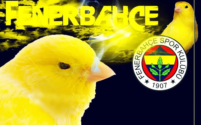 Fenerbahçe'nin Sarı Kanarya Figürü (Simgesi) Nereden, Hangi Hikayeden Geliyor, Anlamı Ne? Cihat Arman kimdir?