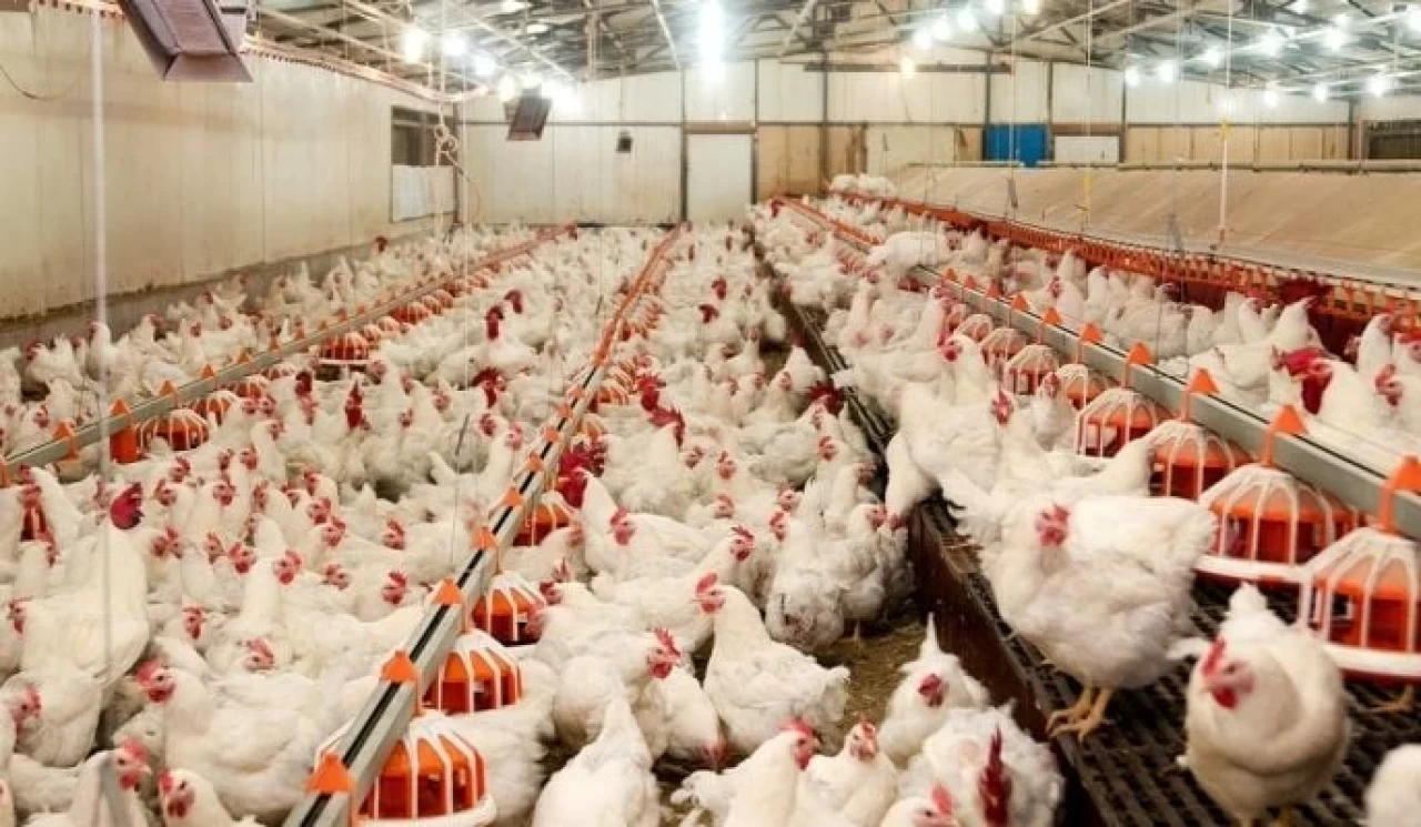 Yemsiz Tavuk Beslenir mi? Tavuklara Yem Yerine Ne Verilebilir? Tavukların Doğal Besin Kaynakları Nelerdir?