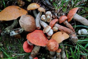 &nbsp; Doğada mantar toplamak keyifli bir hobi olsa da, zehirli