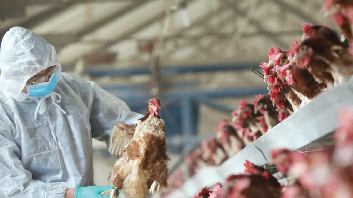Kuş Gribi Nasıl Bir Hastalık? Hangi Hayvanlardan Bulaşır? Belirtileri Nelerdir?