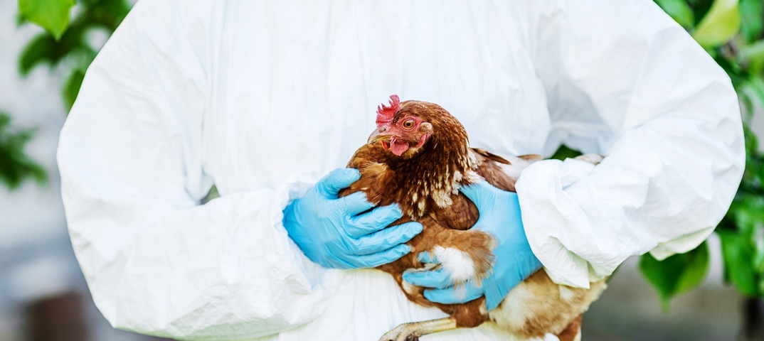 &nbsp; Kuş gribi, kuşlardan insanlara bulaşabilen ve ciddi sonuçlara yol