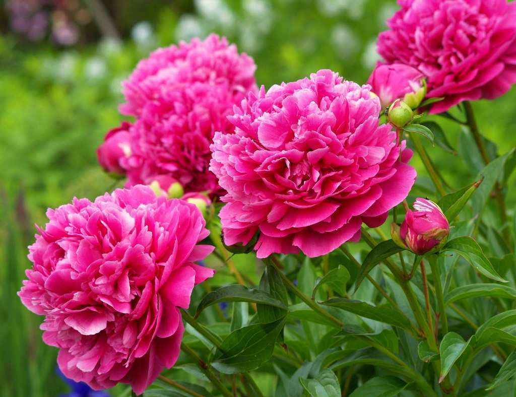 Şakayık Çiçeğinin Faydaları Nelerdir? Nelere İyi Gelir?