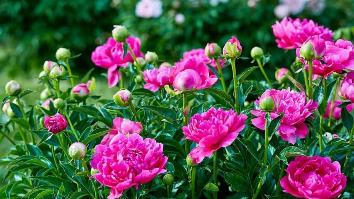 Şakayık çiçeği, hem güzelliğiyle bahçeleri süsleyen hem de sağlık için