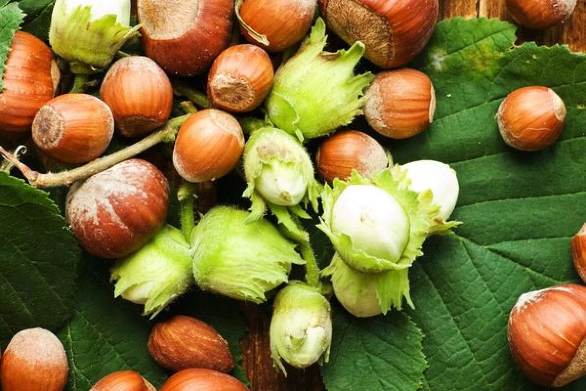 Fındığın Ana Vatanı Bakın Neresi? Türkiye'de En İyi Fındık Hangi İllerde Yetişir?