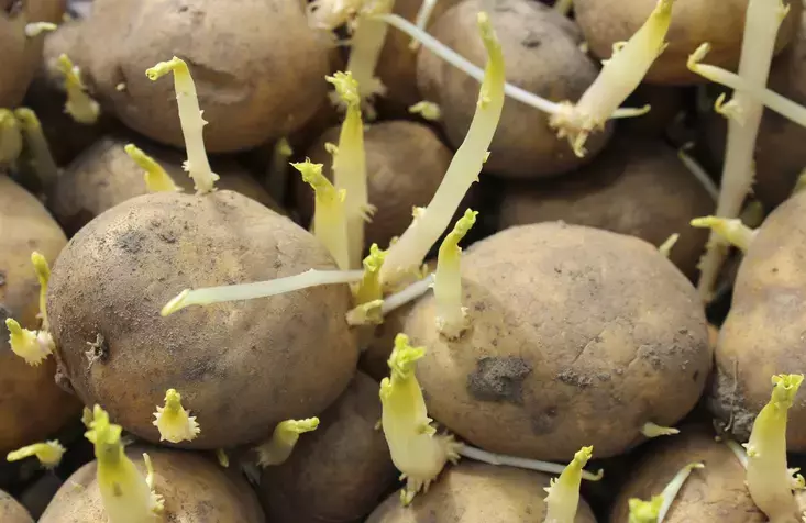 Patates, Soğan ve Sarımsağın Filizlenmesini Engellemek İçin Ne Yapılmalı? Patates, Soğan ve Sarımsak Neden Filizlenir? Patates, Soğan ve Sarımsağın Filizlenmesini Engellemek İçin Ne Yapılmalı? Patates, Soğan ve Sarımsak Neden Filizlenir?