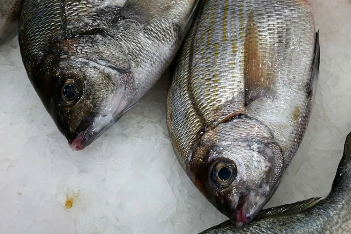 Balık Tazeliği Nasıl Anlaşılır? Taze Balık Anlamanın Yolları Nelerdir? Balık Tazeliği Nasıl Anlaşılır? Taze Balık Anlamanın Yolları Nelerdir?