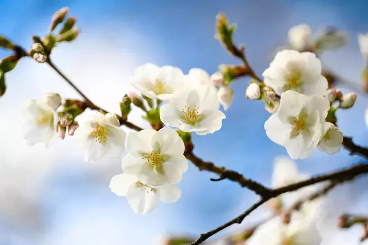 2025 Nevruz Bayramı Ne Zaman? Nevruz’un Kökeni ve Kutlama Gelenekleri!
