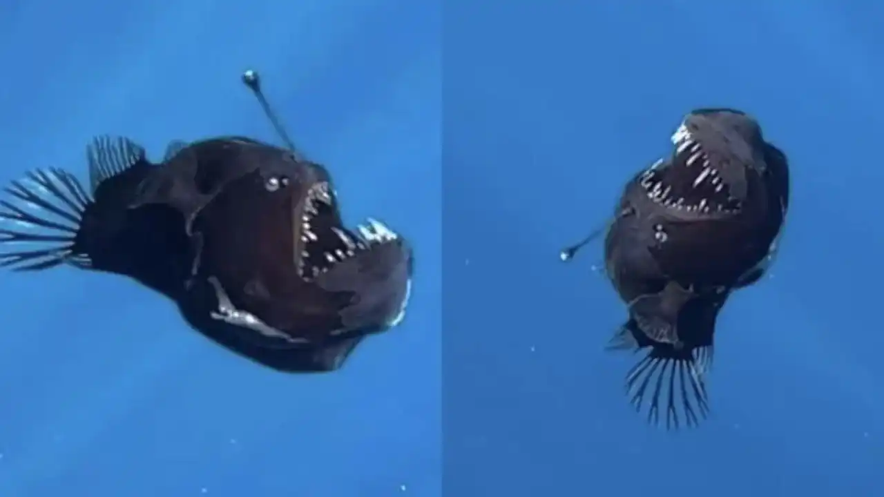 Melanocetus ortaya çıktı