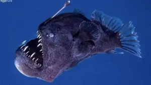 Melanocetus ortaya çıktı! Okyanuslar, bilinmeyenlerle dolu bir dünya. Derinliklerinde saklanan