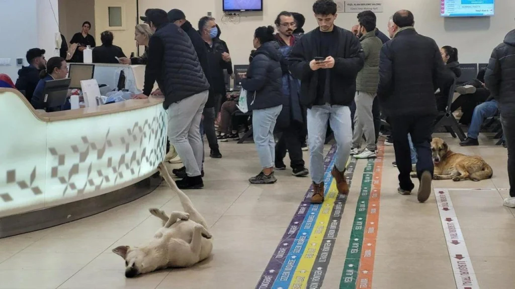 sağlık bakanlığı sahipsiz hayvan 2