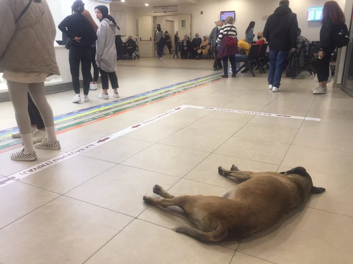 sağlık bakanlığı sahipsiz köpek 3