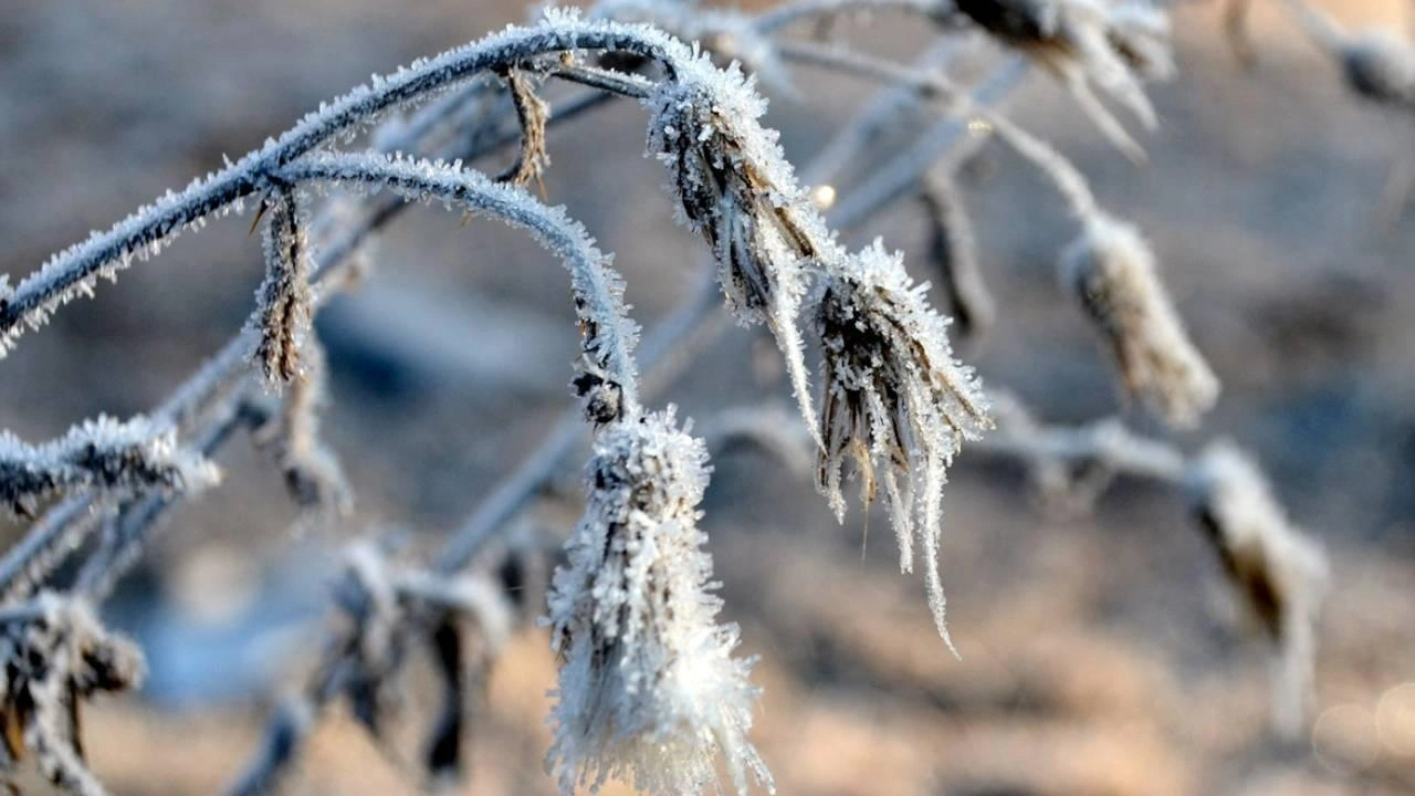 Meteorolojinin 5 günlük zirai don risk tahmin haritasına göre, İç